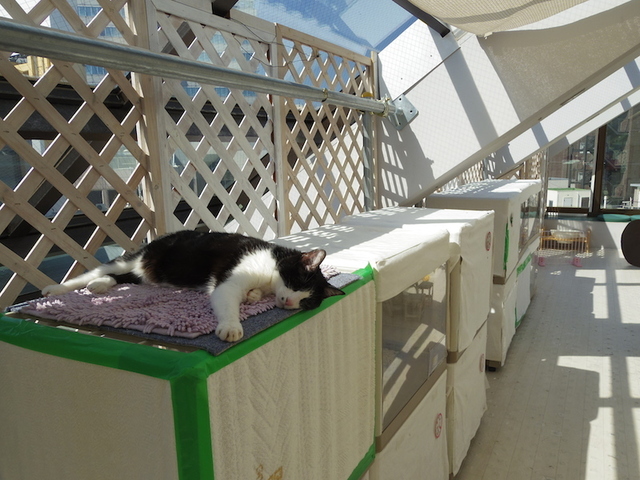 ひなたぼっこ気持ち良いニャ〜