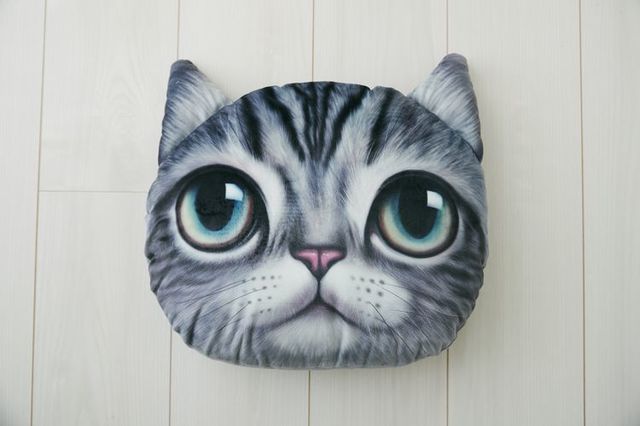 Koira＆Kissa(アメリカンショートヘアー)