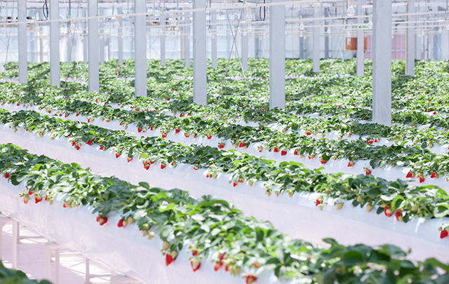 東京ストロベリーパーク