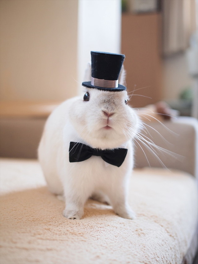 うさぎしんぼる展