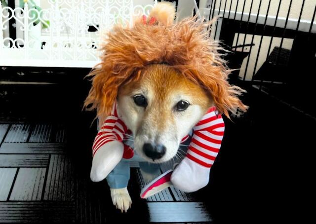 【犬用チャッキーコスチューム】カメラ目線で近寄ってくると怖さ倍増