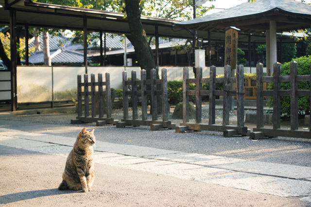カメラ女子が撮影した“ふわふわ＆もふもふ”の猫たち