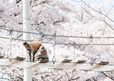 日本モンキーセンター