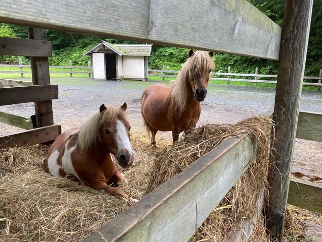 【星野リゾート　青森屋】「ポニーのお家」の“のれくん”と“それくん”