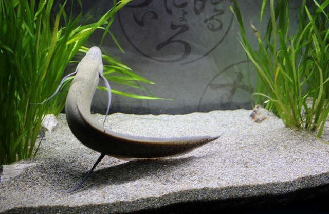 ぬるぬる＆にょろにょろな不思議ないきものたち／プロトプテルス・エチオピクス