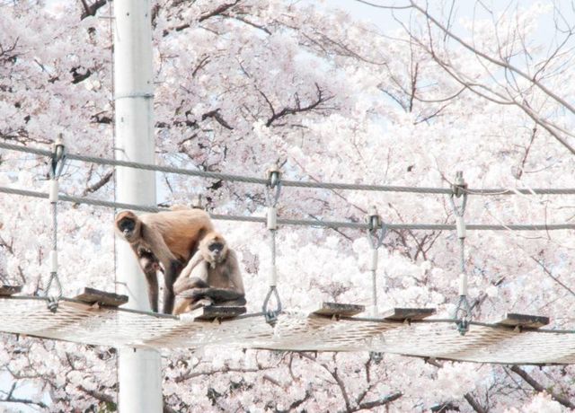 日本モンキーセンター