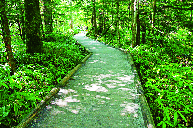 大正池：定番コースの上高地自然研究路