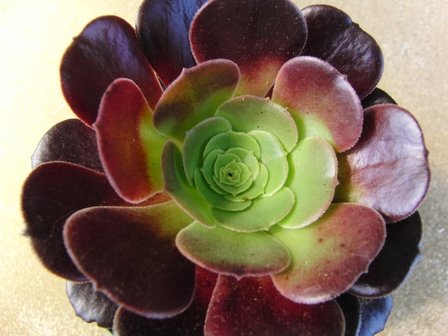 クロホウシの中央部は、周囲の葉の陰になり、緑のままのこともある