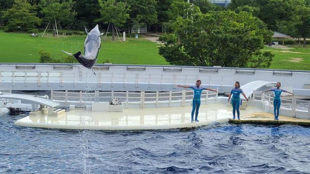 京都水族館 イルカのショー