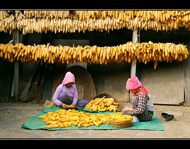 トウモロコシ　写真提供：江原道、韓国観光公社