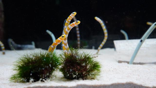 交流プラザのサンゴ礁の生き物たち　チンアナゴ、ニシキアナゴ水槽