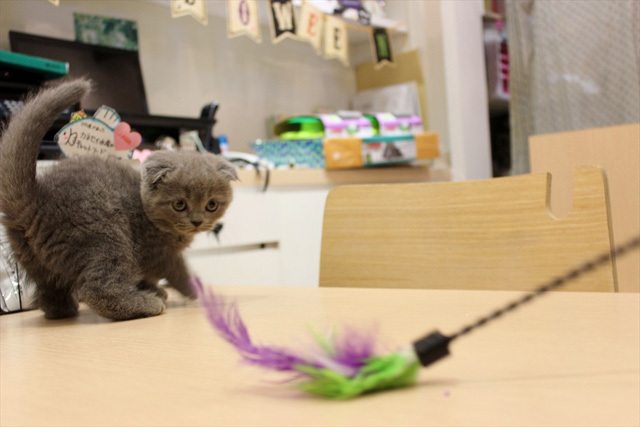 可愛くてキュンキュンする「吉祥寺ねこ祭り」の猫たち