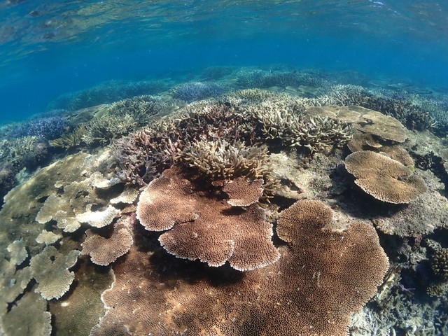 宮古島・八重干瀬のサンゴ礁