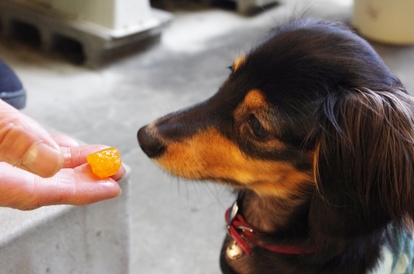 初対面の 犬 猫 とすぐに仲良くなれる 嫌われない条件と 懐かれるコツを獣医に聞いた 1 3 ウレぴあ総研