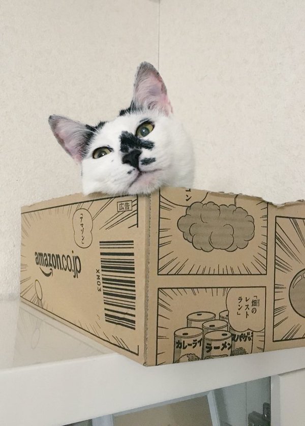 VISUMALで保護されている猫　