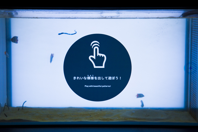 マジカルグラウンド　タッチパネル水槽 / エプソン アクアパーク品川