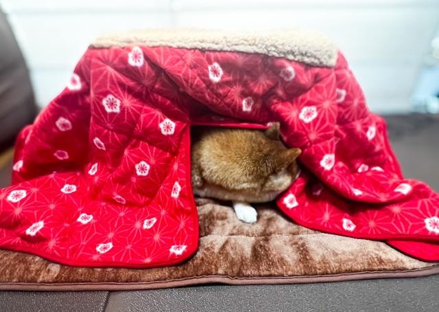 【ペット用こたつ】「出ておいで」の声かけにも断固拒否