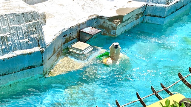 何かやるたびにドヤるイッちゃん