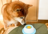 【わんこのぺろぺろ味覚玉】食べ方がわからず困惑する愛犬