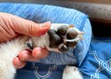 【PAW WING  犬用パッド】肉球の汚れをしっかり落としてから、パッドを貼ります