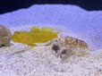 ニシキテッポウエビ＆ギンガハゼ