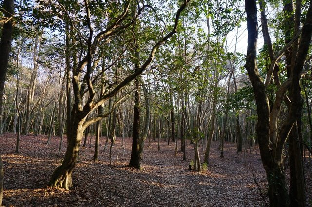 アントニー・ゴ―ムリ―さんの作品「インサイダー」。何もない森のように見えるが、実はよく探すと……