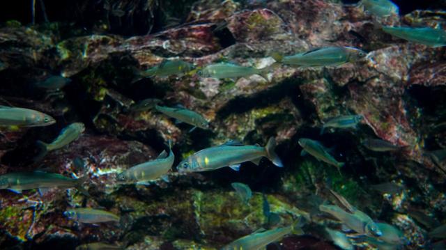 新しくメンバーに加わったアユ