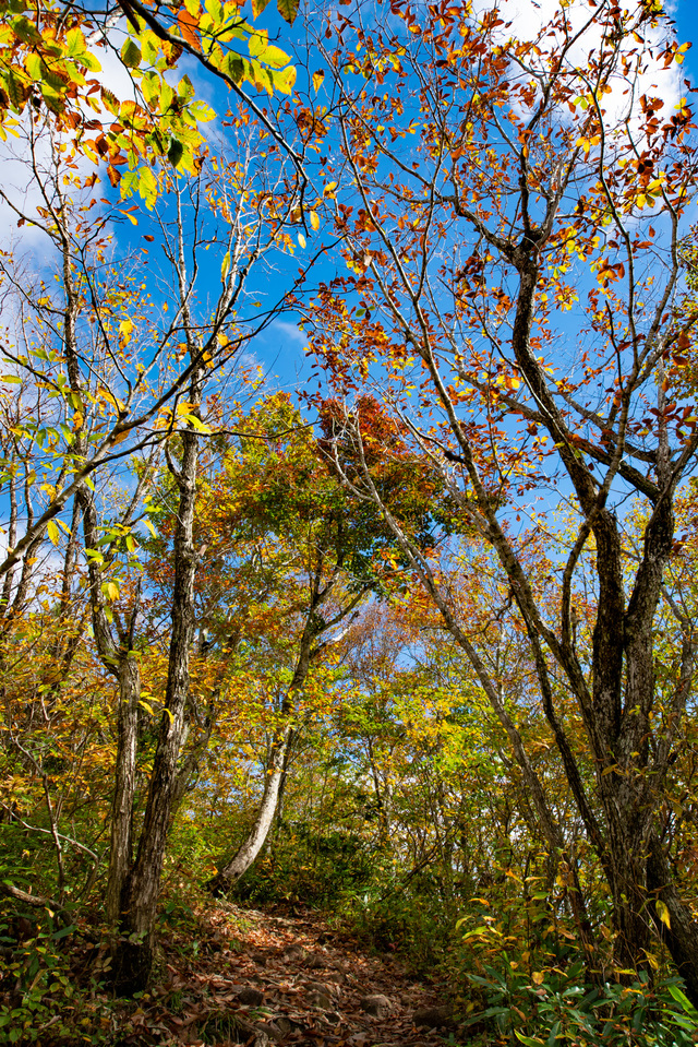 白馬岩岳「ねずこの森」 