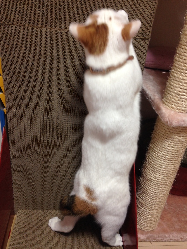 筆者の飼い猫、小雪ちゃん／愛用しているウォール型の爪研ぎをバリバリバリ