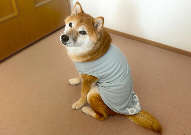 【カインズ 不快害虫から愛犬を守るサマーウェア】豊富なサイズから愛犬に合うものを選べるのもGOOD