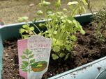【プランター家庭菜園】セロリはサラダのアクセントにも！