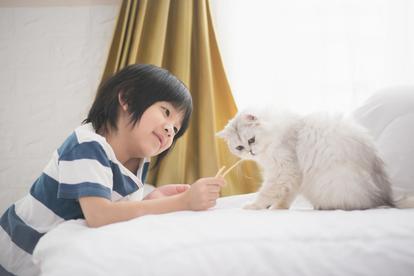 子どもが ペット飼いたい と言いだした 実際に飼った家の お世話の現状 1 2 ハピママ