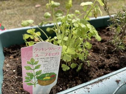 サラダは 家庭菜園 で自家栽培 プランターで育てやすいおすすめ野菜 ハーブ 実践レポ 3 4 ハピママ