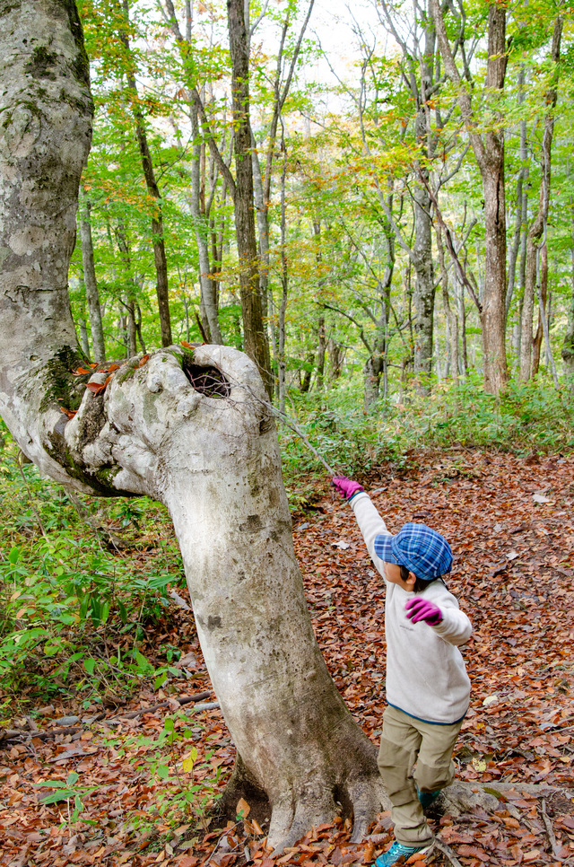 最奥部にある「うまブナ」｜白馬岩岳「ねずこの森」