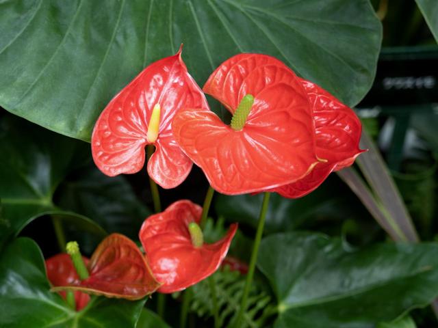 恋愛運アップなら「アンスリウム」