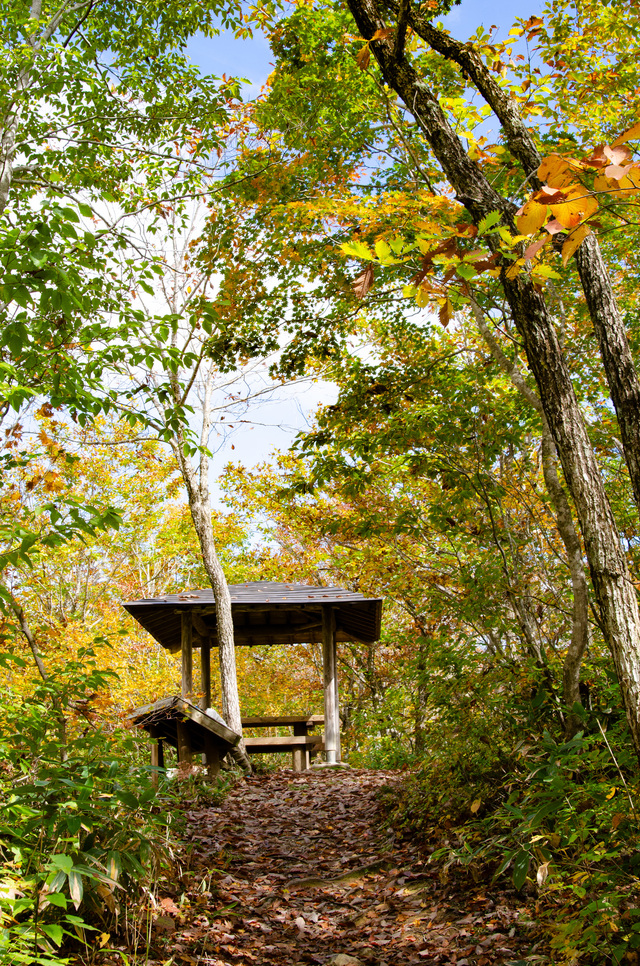 白馬岩岳「ねずこの森」 