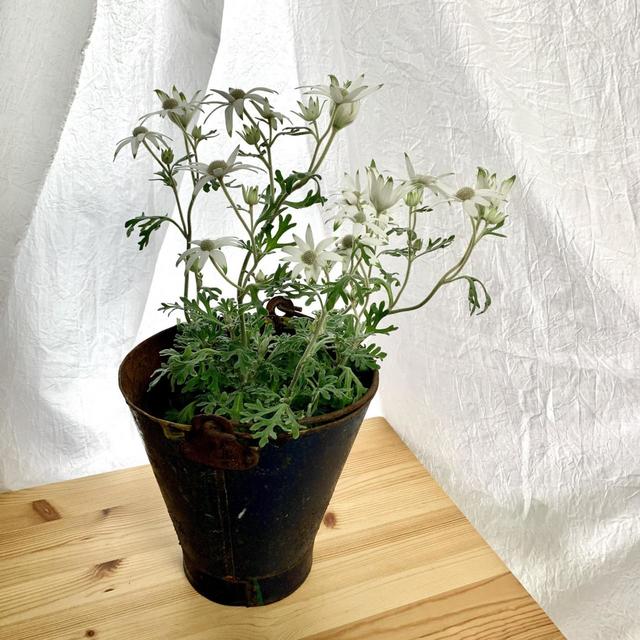 植物に合わせた土を選びましょう。慣れるまでは専用の土やオールマイティーに使える土がおすすめ。