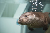 水族館ニューヒーロー/カワウソ(食肉目イタチ科)