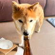 【犬用ビールSNUFFLE】いい香りがするのか、栓を開けたらクンクンと近寄ってきました