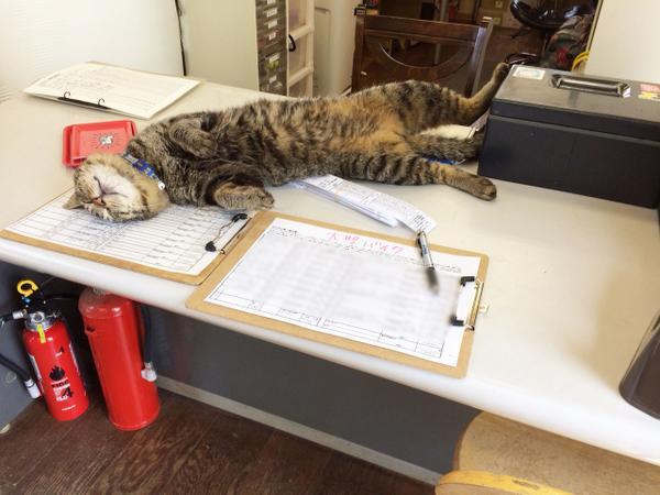 桶川猫のトムおくん