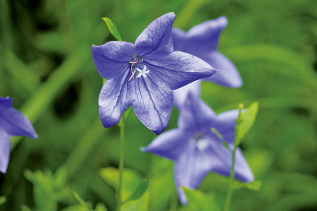 キキョウ(桔梗) の見頃は7月中旬～下旬。箱根湿生花園【神奈川・箱根・仙石原】