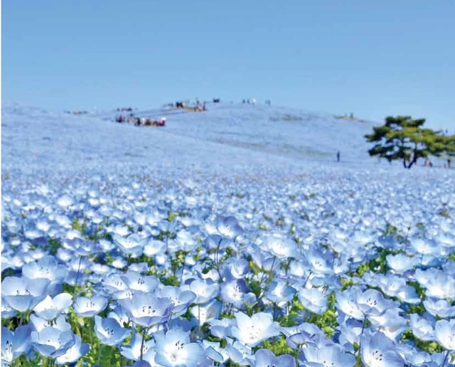 【じゃらん 春の花絶景ランキング】第8位：「国営ひたち海浜公園みはらしの丘」（茨城県）