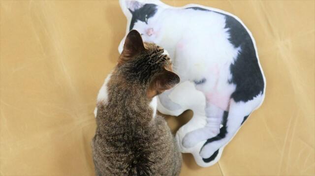 【ワールドライド百貨店 オリジナルペットクッション】「こ、これは…」わかるかな？