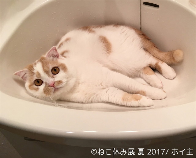 ねこ休み展 夏 2017
