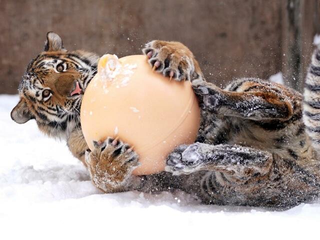 写真集『ほぼねこ』より（写真・RIKU)