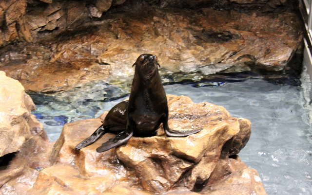 ぬるぬる&にょろにょろな不思議ないきものたち