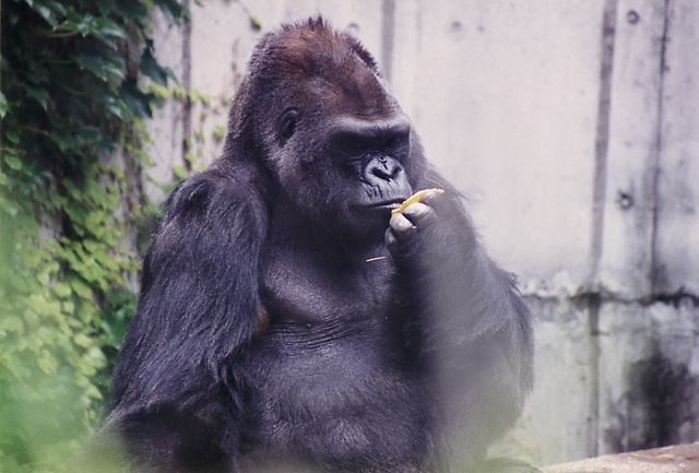 3歳児がゴリラ舎に転落 動物園が取った苦渋の選択をどう思う 1 2 ハピママ