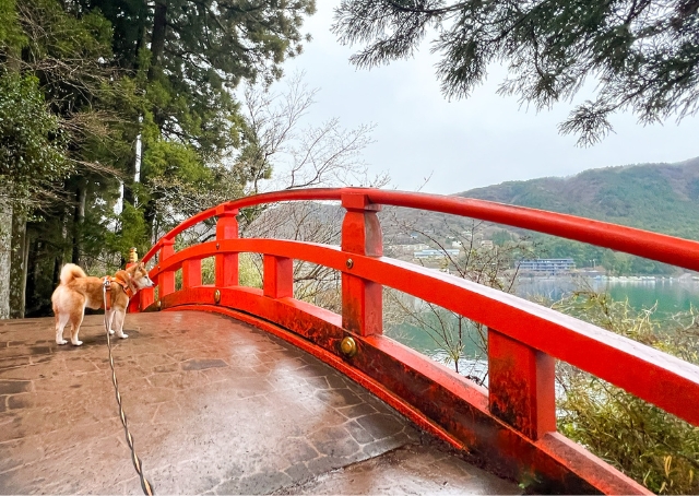 【Rakuten STAY FUJIMI TERRACE 箱根芦ノ湖】魅力的なお散歩コースを満喫