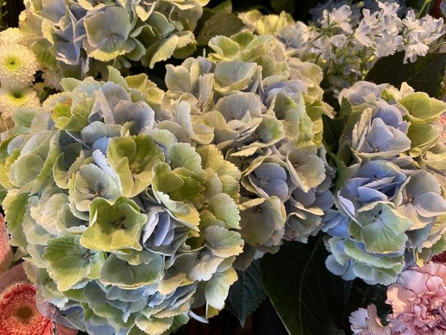 紫陽花の切花（Flower Market Kazua）