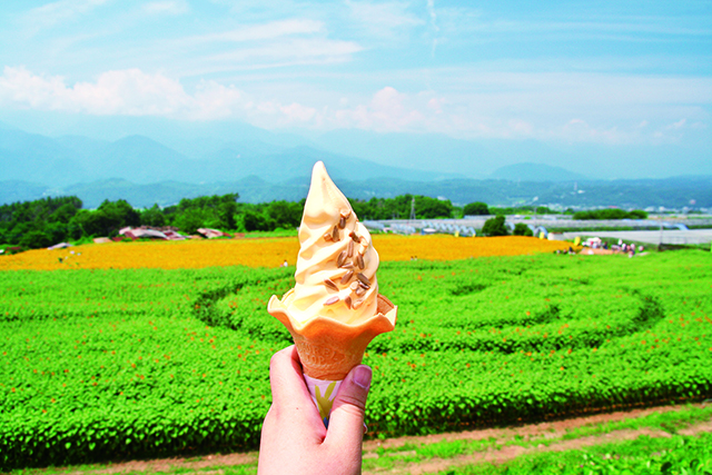 北杜市明野 サンフラワーフェス／ひまわりソフトクリーム350円